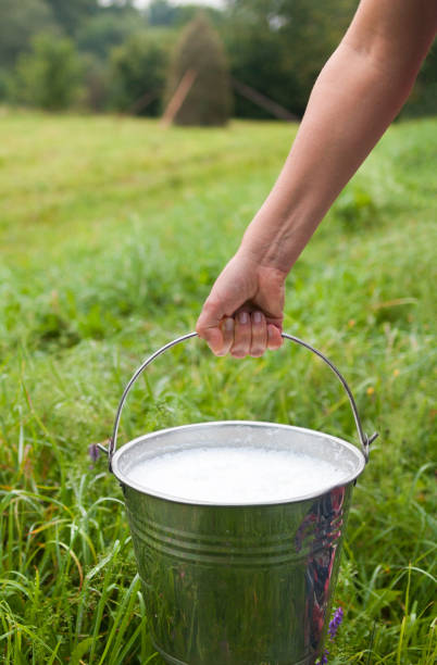 istock Milkmaid's hand holding bucket with milk 1221009217