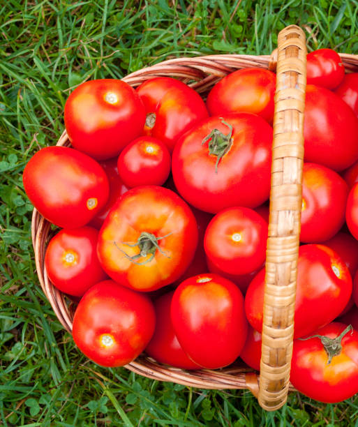 istock Red ripe tomatoes in the wicker basket 1221009235