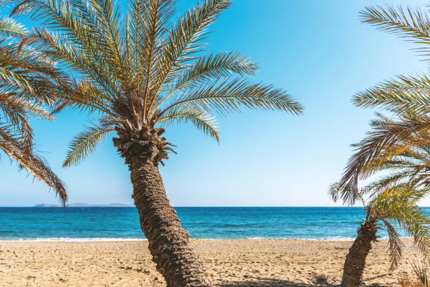 istock Beautiful palm tree on a beach. Nature background. 1221009240