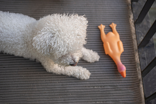 Bichon frise dog in quarantine during coronavirus outbreak