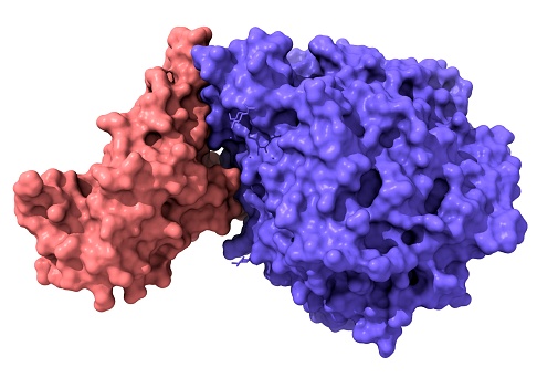 Structure of novel coronavirus spike receptor-binding domain (pink) complexed with its receptor ACE2 (blue), surface modeel, white background