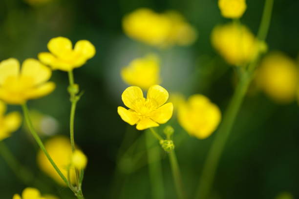 istock Mini yellow flowers in sunlight 1221010857