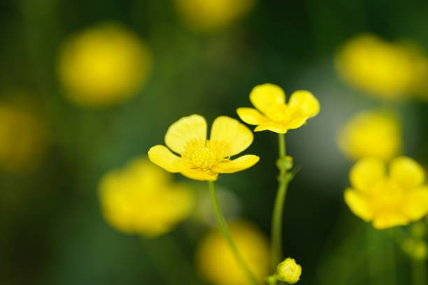 istock Mini yellow flowers in sunlight 1221011272