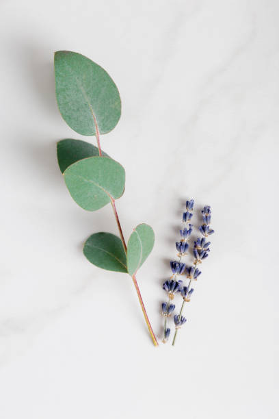 Eucalyptus and lavender on white background. Top view, flat lay, bouquet with dry flowers. Concept of ingredients for essential oil for health care.