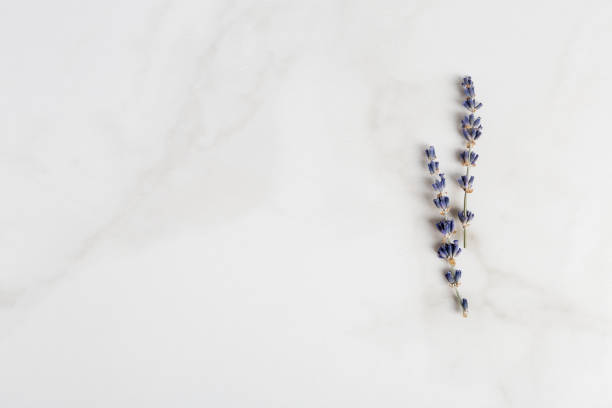 istock Top view lavender branch on white marble. Copy space for text, view from above 1221011378
