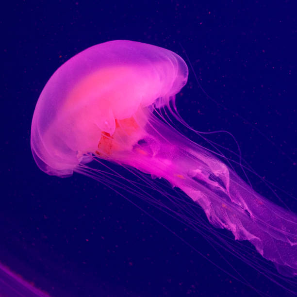 hellrosa qualle auf dem blauen hintergrund - jellyfish translucent sea glowing stock-fotos und bilder
