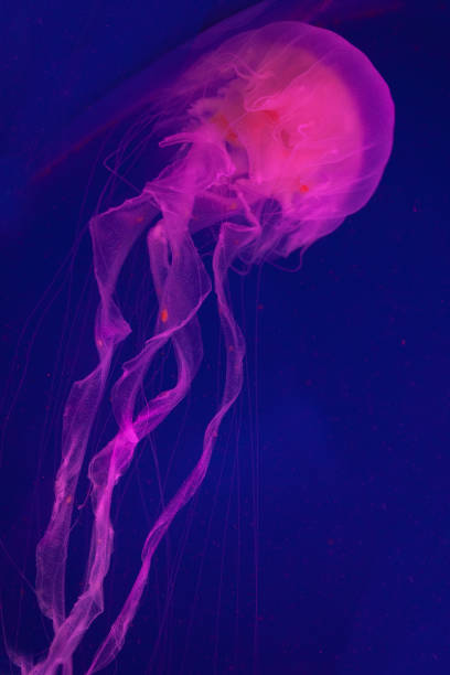 istock Bright pink jellyfish on the blue background 1221011590