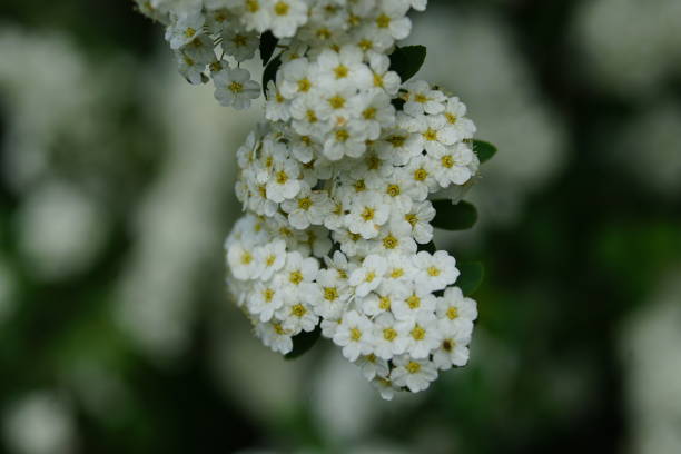 istock Mini white flowers with green leaves 1221012289