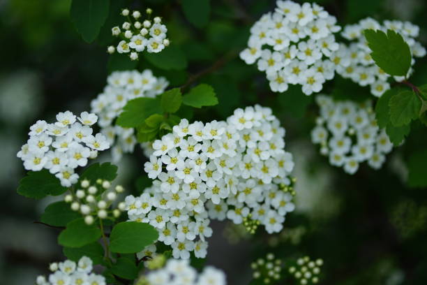 istock Mini white flowers with green leaves 1221012354