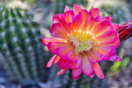 An echinocero hedgehog cactus in bloom in a garden