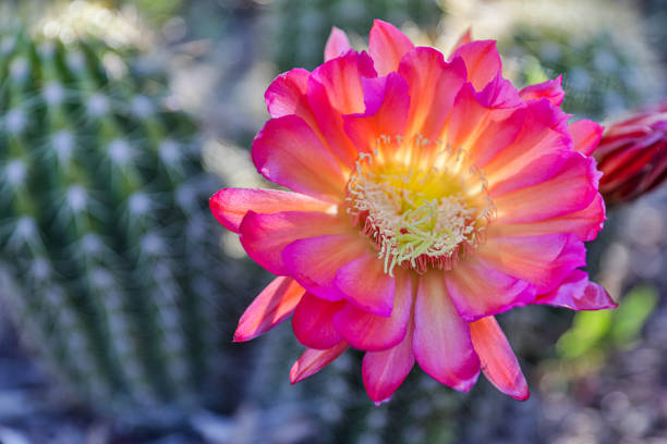echinocer cactus in bloom - cactus hedgehog cactus flower desert imagens e fotografias de stock