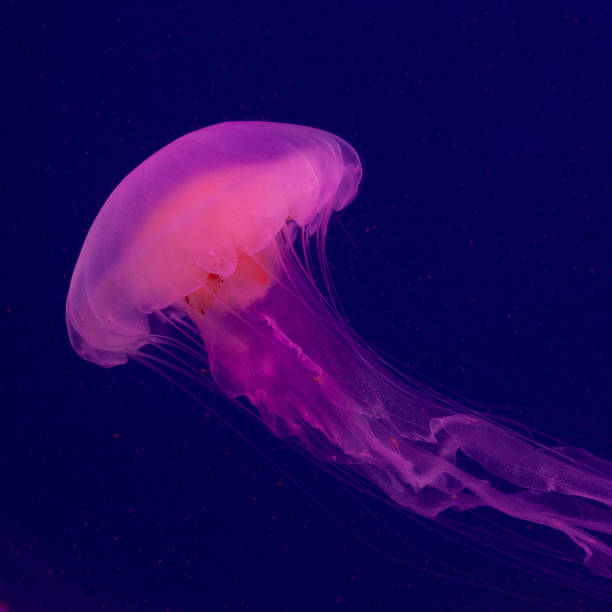istock Bright pink jellyfish on the blue background 1221012388