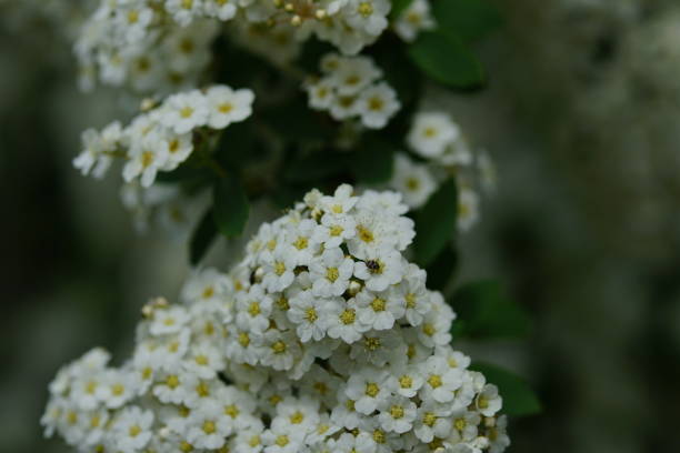 istock Mini white flowers with green leaves 1221012389