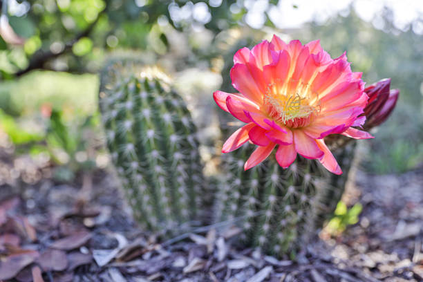 echinocer cactus in bloom - single flower flower cactus hedgehog cactus imagens e fotografias de stock