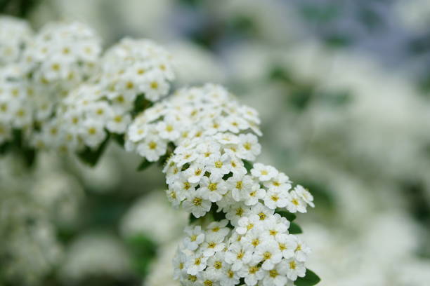 istock Mini white flowers with green leaves 1221012453