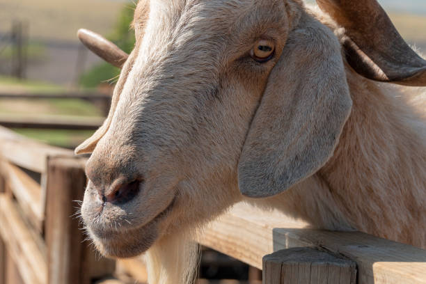istock A close up view of a goat waiting to be feed 1221012507