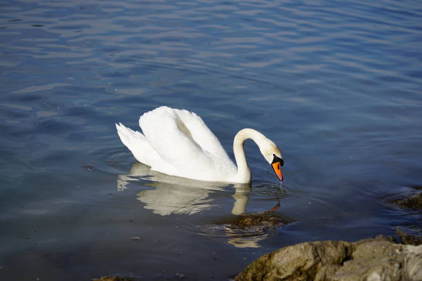 istock A Swan in the water. Waterbird 1221013160