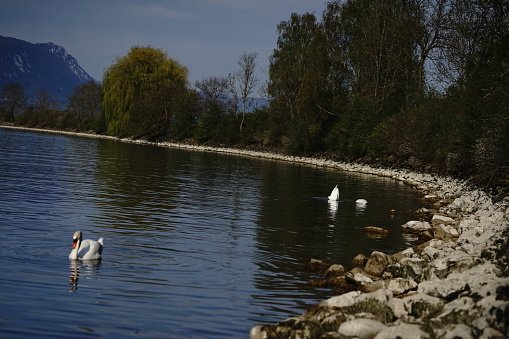 Swans swimming in lake Orestiada , Kastoria Greece