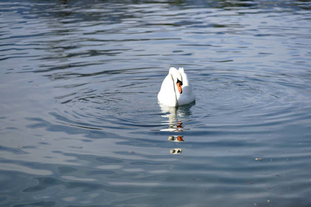 Animal photography