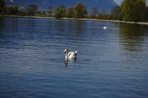 istock A Swan in the water. Waterbird 1221014323