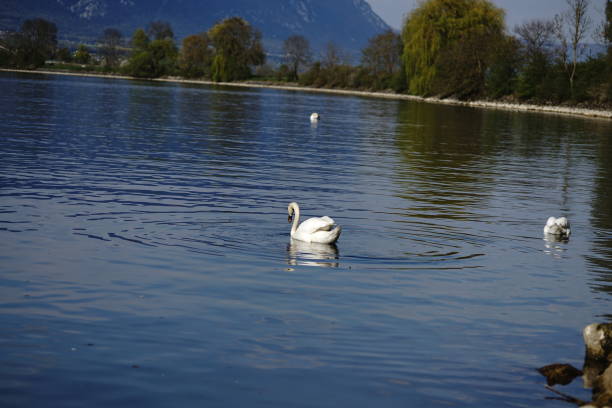 istock A Swan in the water. Waterbird 1221014328
