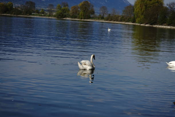 istock A Swan in the water. Waterbird 1221014501