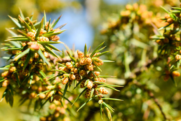 The common juniper flowers. The common juniper ( Juniperus communis). juniperus oxycedrus stock pictures, royalty-free photos & images