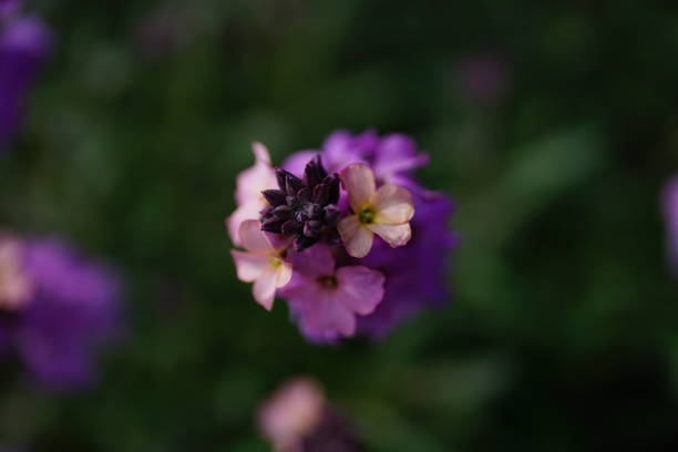 istock Spring flowers on the green background 1221015450