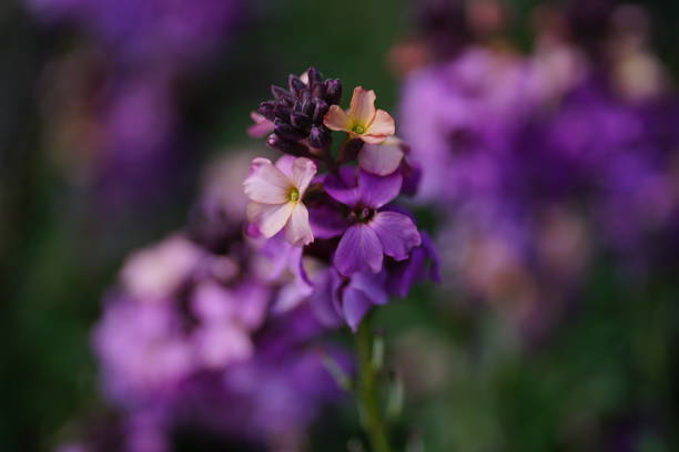 istock Spring flowers on the green background 1221015452