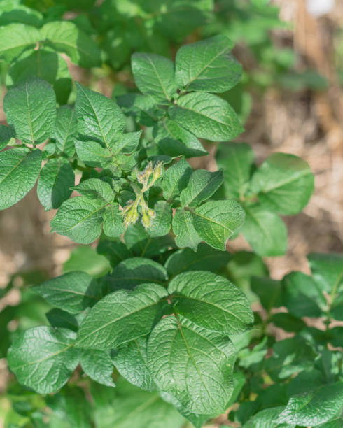 istock Top view close up potatoes buds abort before opening on plants with blurry hay as mulch background 1221015643