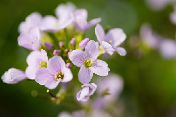 istock Spring flowers on the green background 1221015955