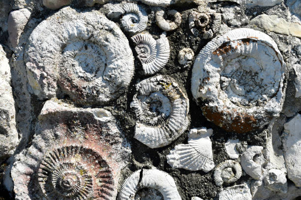 istock Many Ammonite Fossils from the Jurassic. 1221017306
