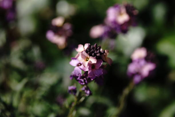 istock Spring flower on the green background 1221017375