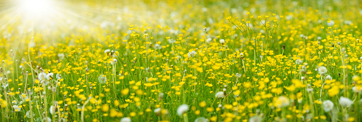 panoramic meadow with spring flowers and sunbeams
