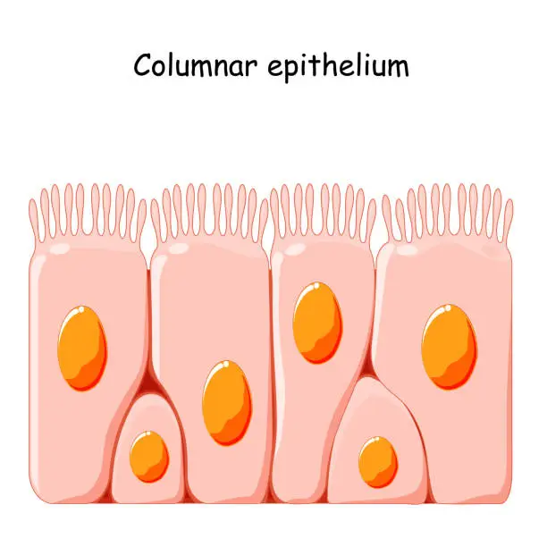 Vector illustration of Ciliated columnar epithelium