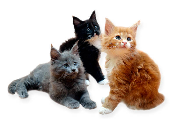 istock Three beautiful purebred Maine Coon kittens isolated on a white background. 1221018702