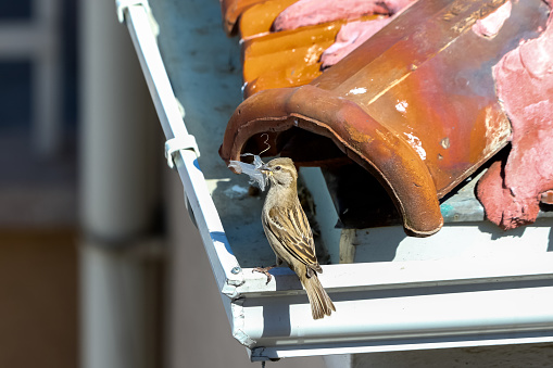 Sparrow carrying nesting materials for nest - Coronavirus quarantine period photographs from balcony