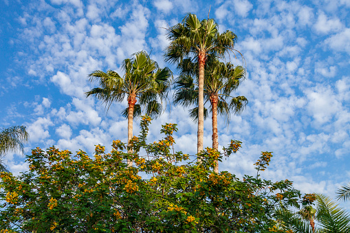 Under a beautiful cotton ball Cloudscape, there are three tall Palm Trees and  a green bush with Yellow Blossums seen on the west coast of Florida