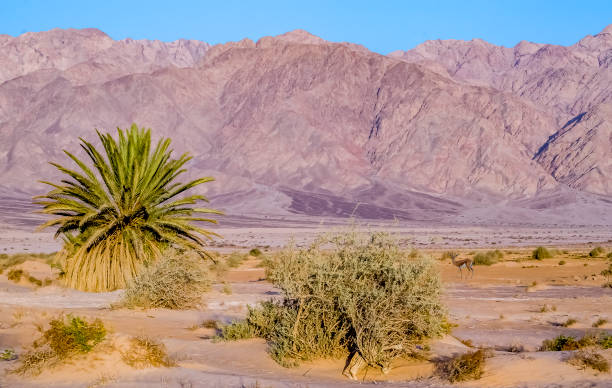 desert with a lonely palm near a border between jordan and israel - travel jordan israel sand imagens e fotografias de stock