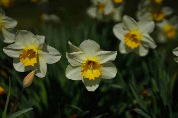 istock Group of yellow spring flowers 1221021198
