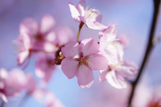 istock Purple blossom in sunlight 1221021404