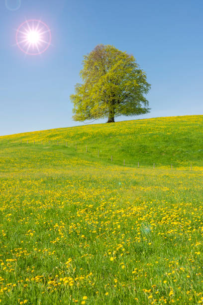 istock single big beech tree in meadow and sunbeams 1221021418