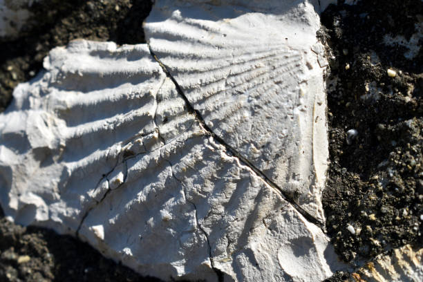 istock A fossilized ammonite in a limestone. 1221021428