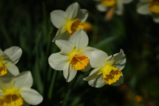 istock Group of yellow spring flowers 1221021433