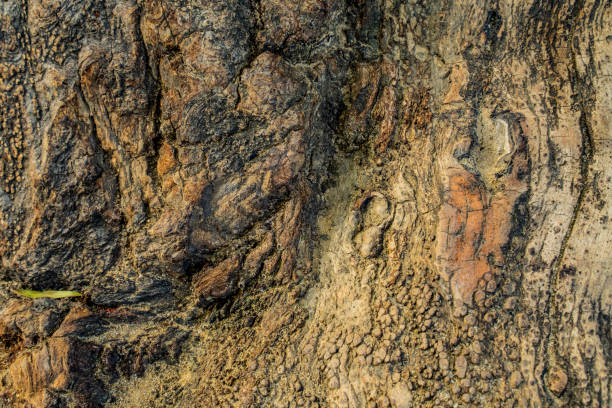 istock tree bark. flowers. grass. natural wood texture. wooden surface 1221022636