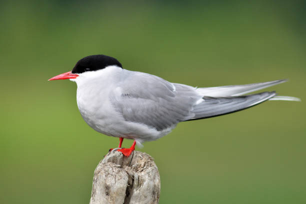 북극 의 간 - tern bird arctic tern nature 뉴스 사진 이미지