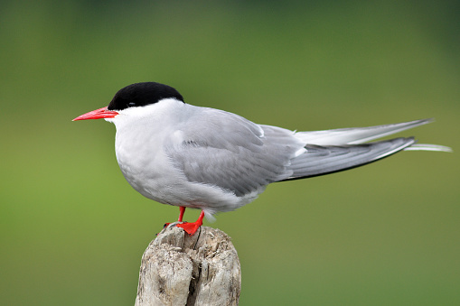 A solitary arctic tern (Sterna paradisaea) standing on a post with green background.
