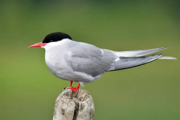 Photo of Arctic Tern