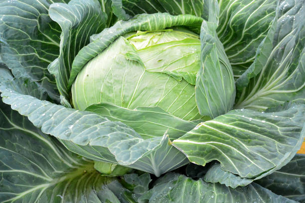 Giant cabbage stock photo