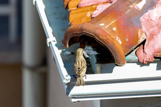 istock Sparrow carrying nesting materials for nest - Coronavirus quarantine period photographs from balcony 1221023018